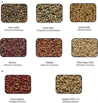 In vitro determination of anti-lipidemic, anti-inflammatory, and anti-oxidant properties and proximate composition of range of millet types and sorghum varieties in Sri Lanka